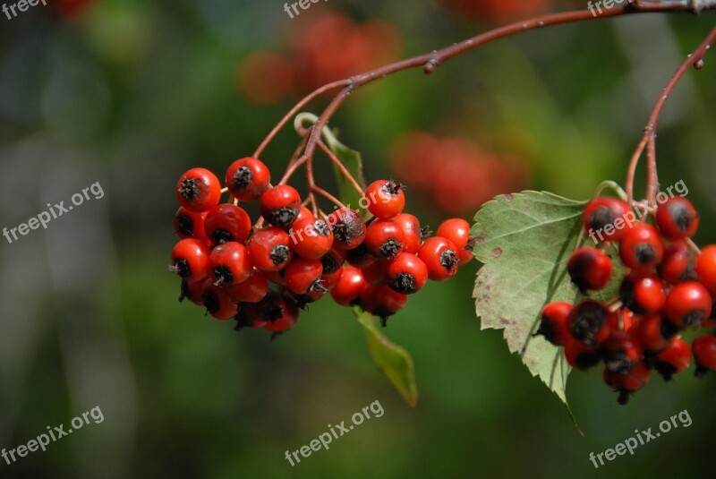 Rowan Christmas Berries Red Holly