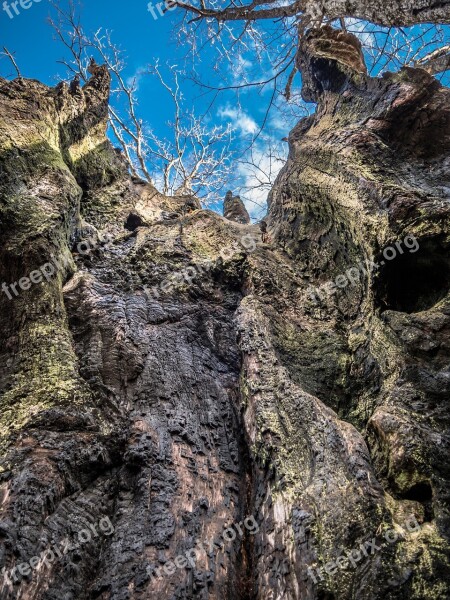 Tree Old Wood Sky Centenary