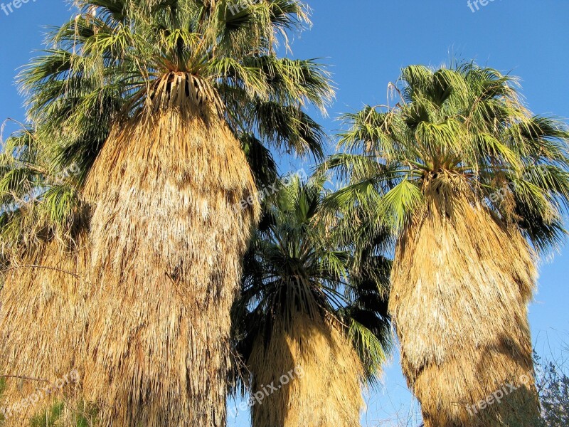 Palm Trees Palms Tropical Free Photos