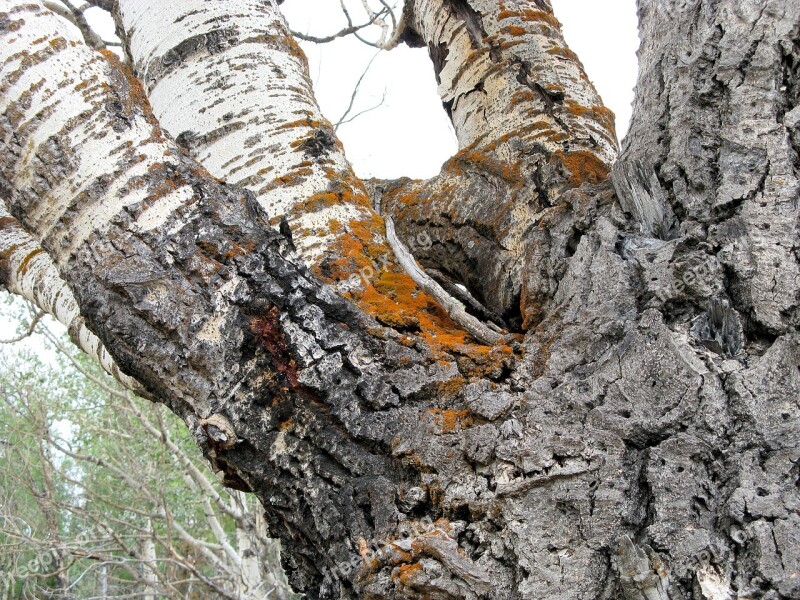 Tree Lichen Trunk Nature Forest