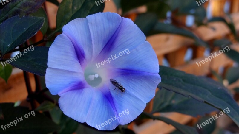 Morning Glory Blue Spring Blossom Free Photos