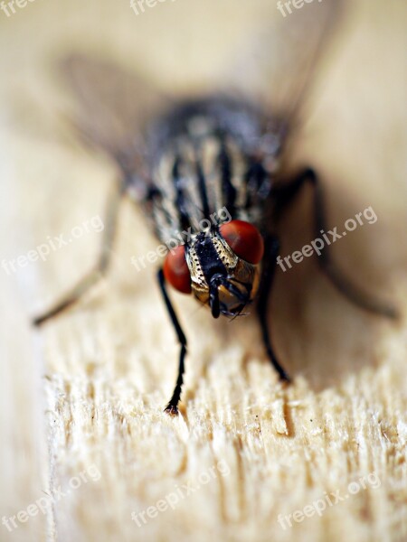 Fly Insect Macro Winged Free Photos