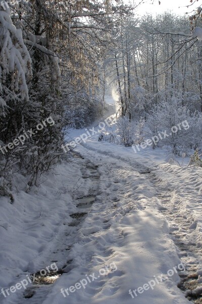 Winter Way Snow Tree Forest