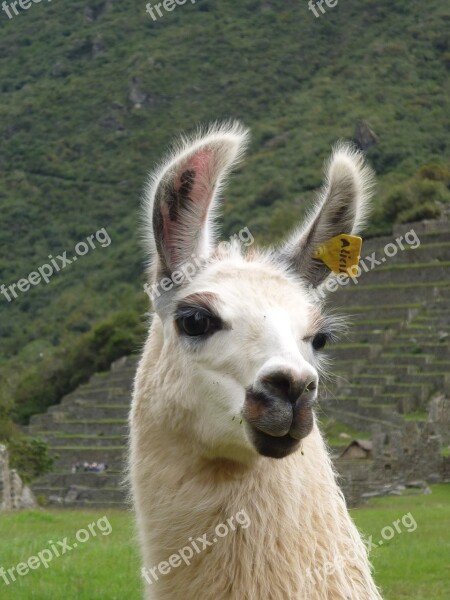 Llama Peru Sacred Valley Machu Picchu Portrait