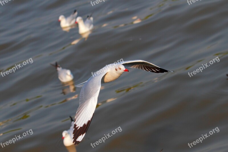 Seagull Bang Pu Gull Bird Fauna