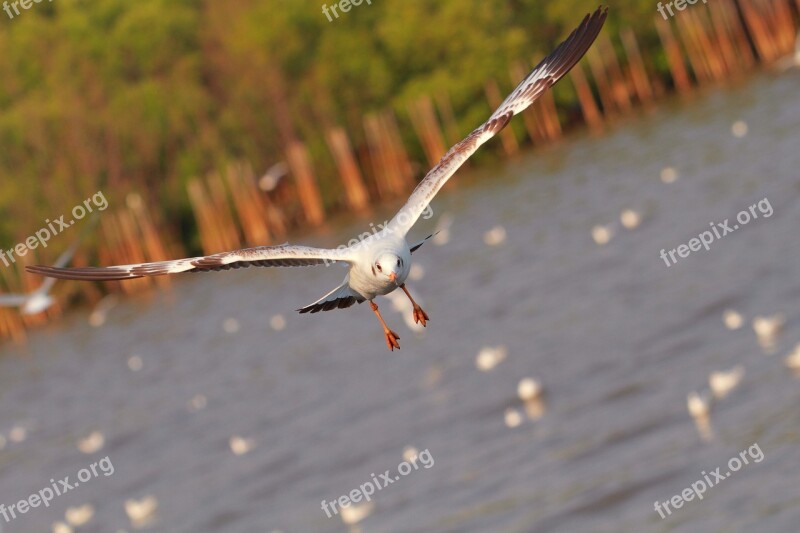 Seagull Bang Pu Gull Bird Fauna