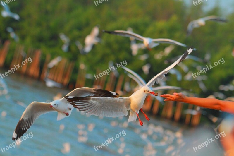 Feeding Seagull Bang Pu Gull Bird