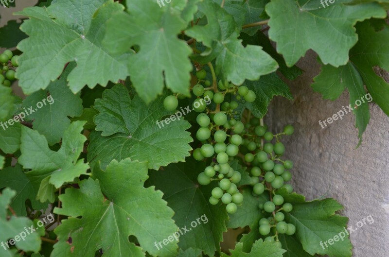 Grape Grapevine Leaves Wine Grapes