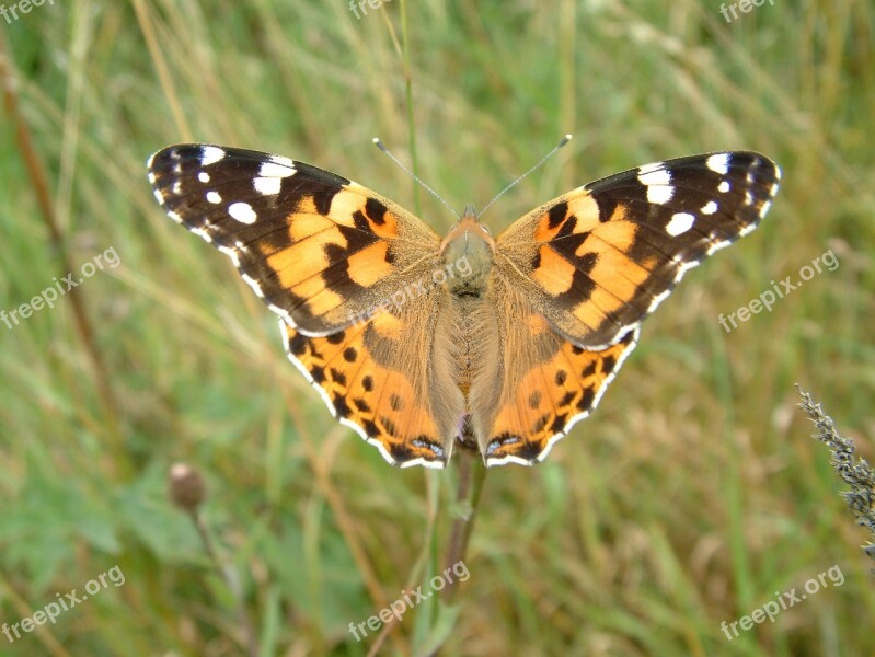 Painted Lady Vanessa Butterfly Lady Painted