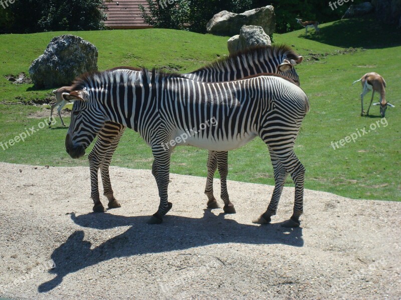 Zebra Animal Zoo Stripes Equine