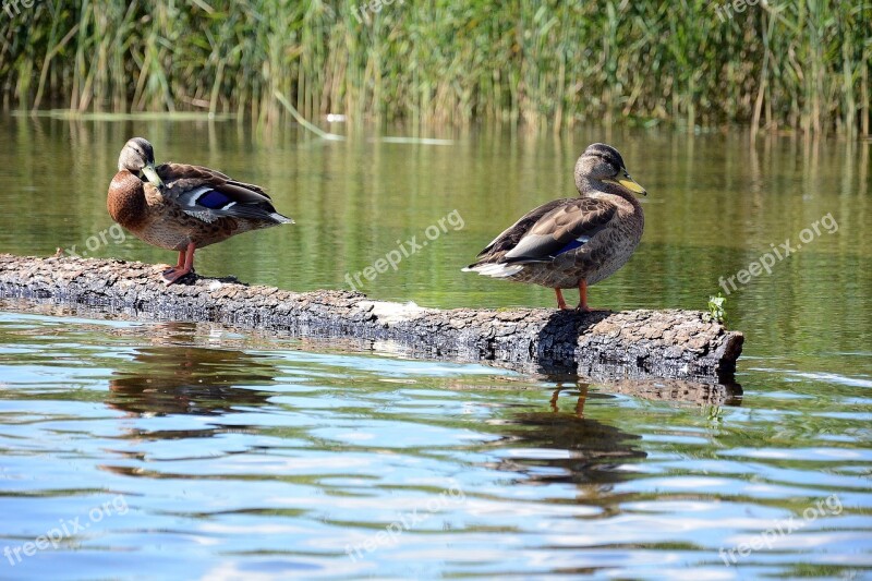 Ducks Mazuty Lake Water Birds Water