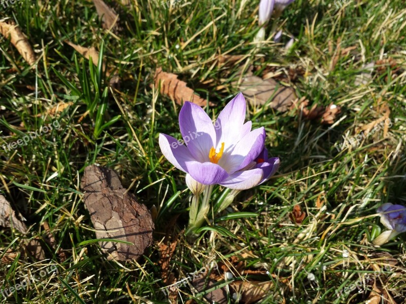 Krokus Spring Flowers Meadow Flower