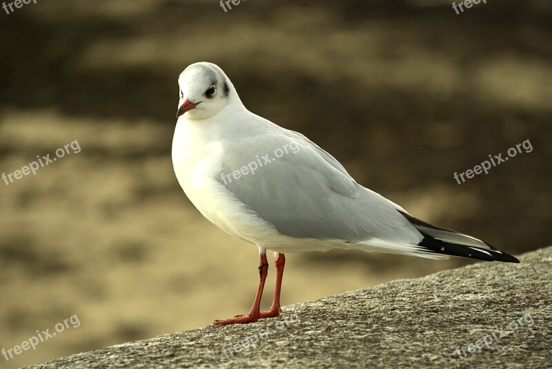 Seagull Black-headed Gull Sea Bird Animals