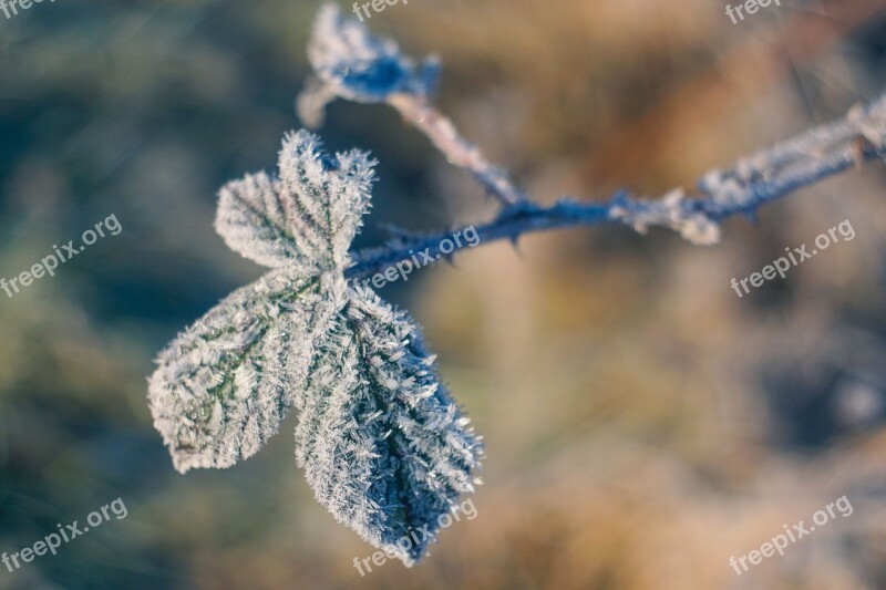 Leaf Frost Winter Hard Rime Frozen Leaf