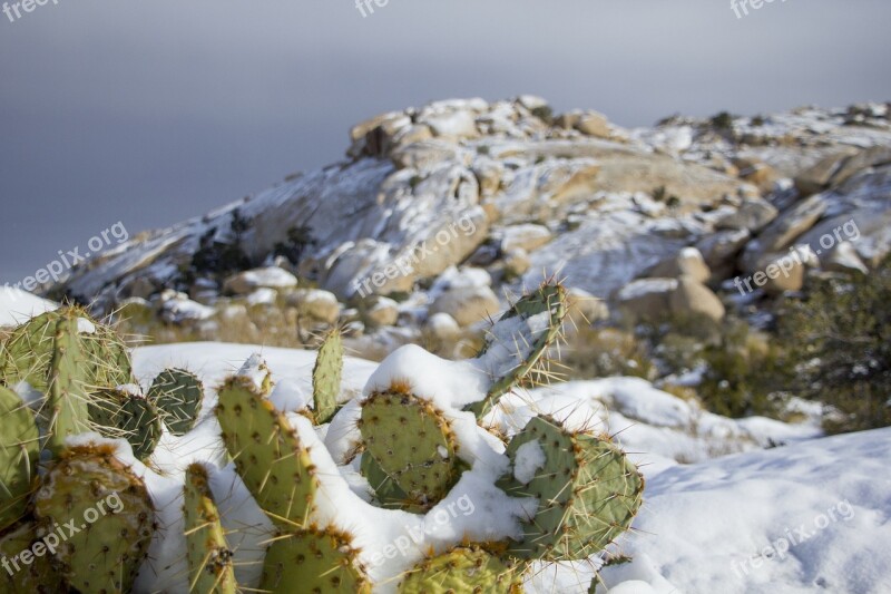 Landscape Scenic Winter Snow Cactus