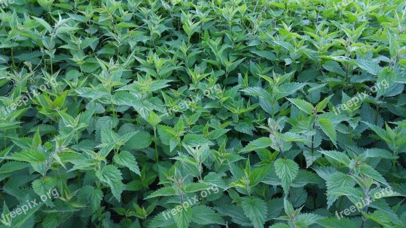 Burning Asses Nettle Field Stinging Nettle Green Nature