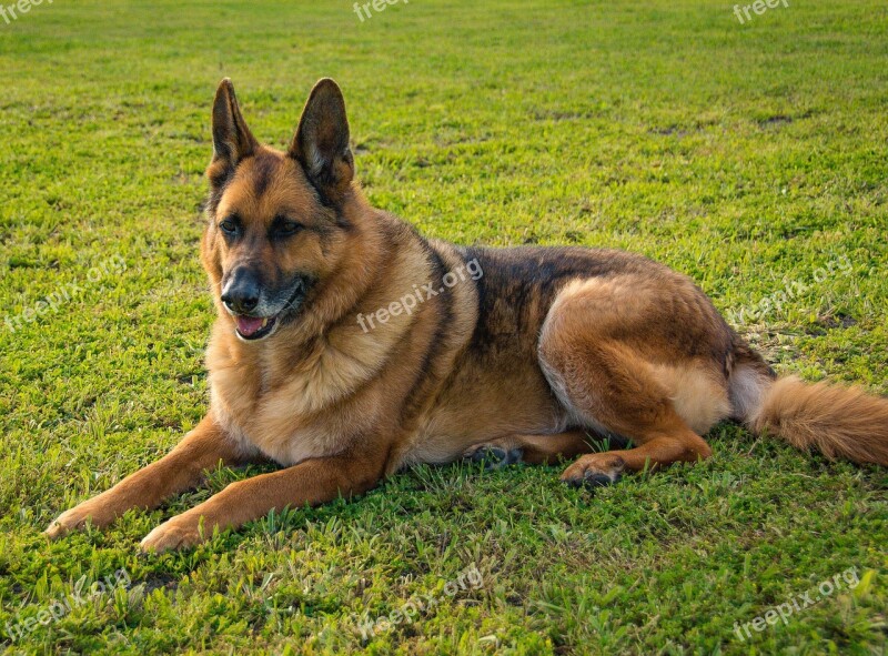 Dog Shepherd German Shepherd Canine Breed