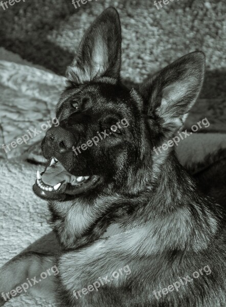 Animal Dog German Shepherd Breed German