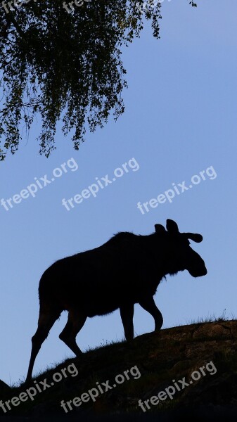 Elk Shadow Symbol Animal Wild