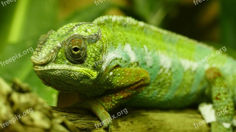 Wild Animal Chameleon Green Cute