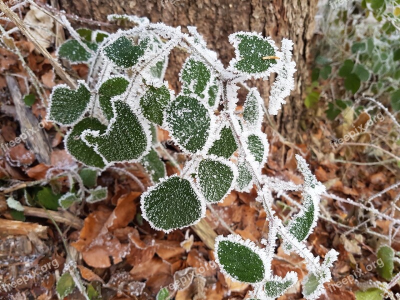 Leaves Ice Forest Leaf Frozen