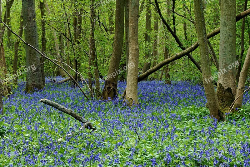 Bluebells Green Nature Blue Spring