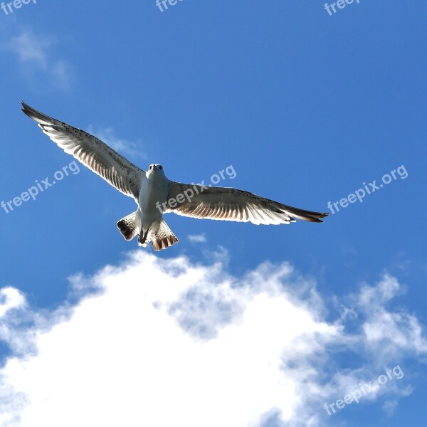 Herring Gull Bird Sea Birds Water Free Photos