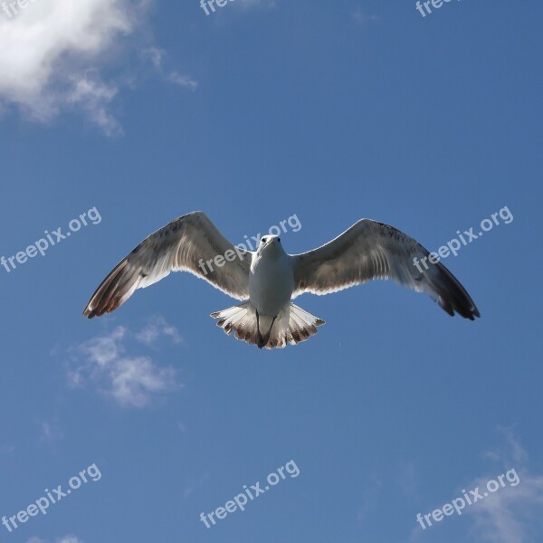 Herring Gull Bird Sea Birds Water Free Photos