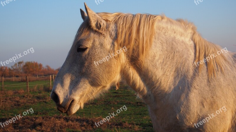 Horse Camargue Horse Animals White Fur Pasture