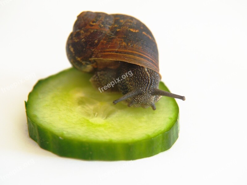 Snail Nature Cucumber Animal Shell