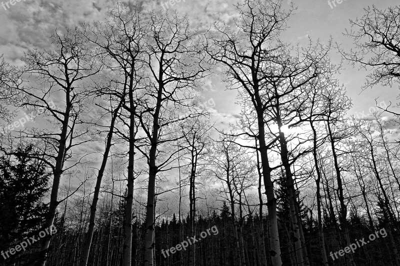 Trees Forest Sunlight Forest Trees Landscape