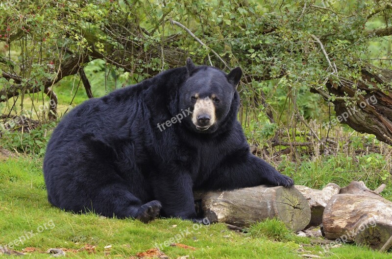 Bear Black Bear Wild Animal Wildlife Mammal