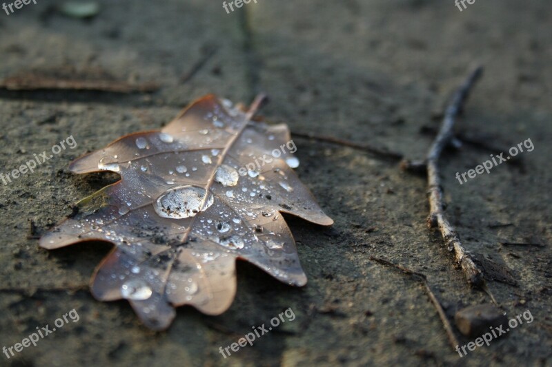 Autumn Fall Leaf Dry Leaf Autumn Woods Brown