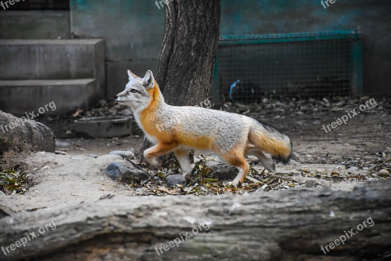 Fox Animal Photography Zoo Red Fur