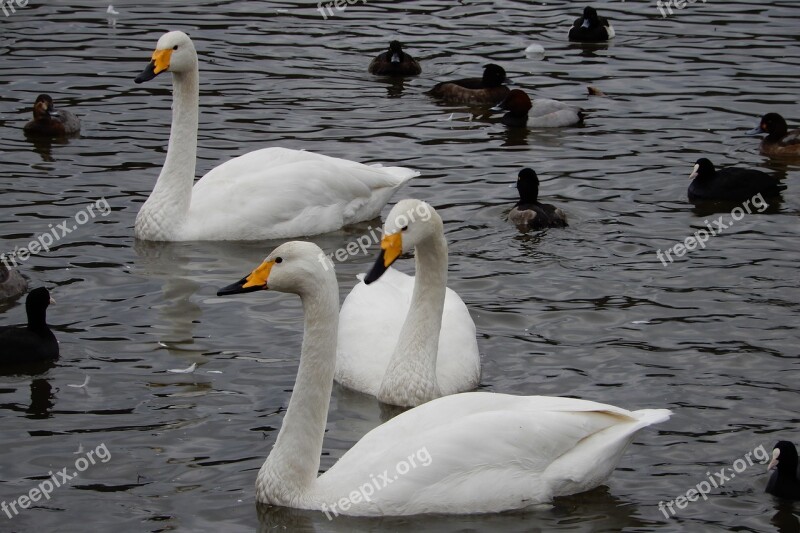 Animal Swan Waterfowl Wild Animal Winter