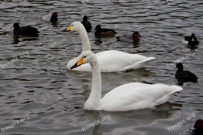 Animal Swan Waterfowl Wild Animal Natural