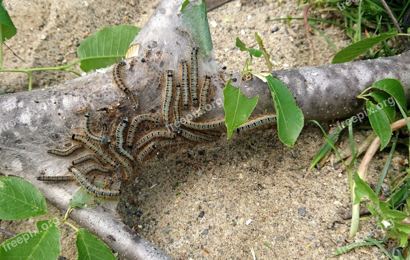 Moth Caterpillar The Caterpillars Silkworm The Branch Of A Tree Tree