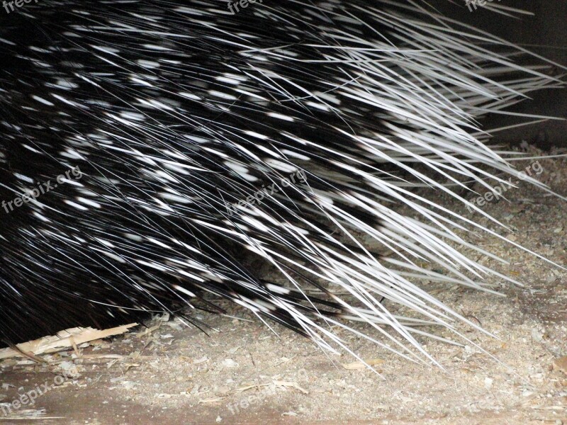 Porcupine Quills Porcupine Rodents Animals Acute