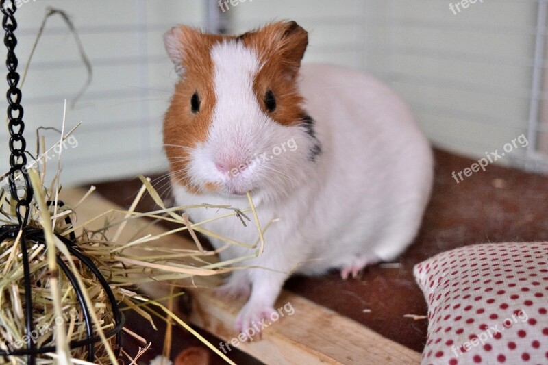 Guinea Pig Pig Guinea Animal Pet