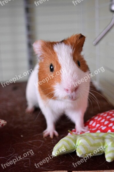 Guinea Pig Pig Fuzzy Guinea Animal