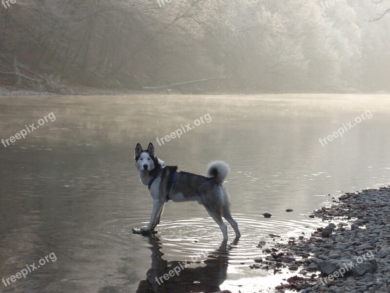 Husky Snow Dog Sled Dog Siberian Husky Blue Eye