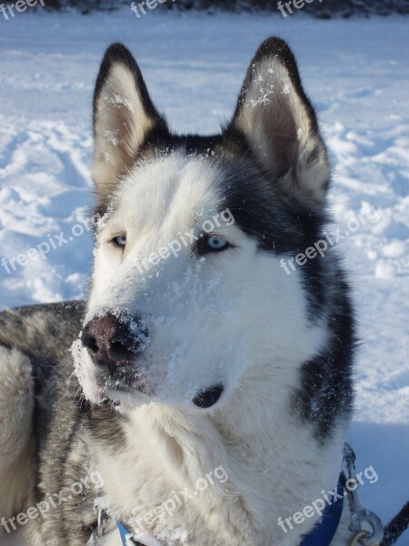 Husky Sled Dog Dog Snow Dog Blue Eye