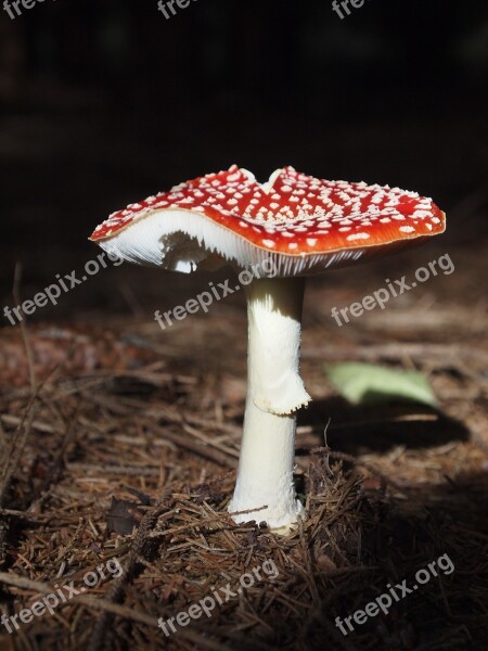 Fly Agaric Mushroom Red Fly Agaric Mushroom Forest Forest Mushroom