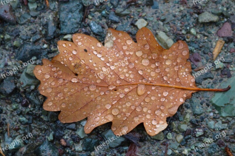 Autumn Fall Brown Oak Leaf