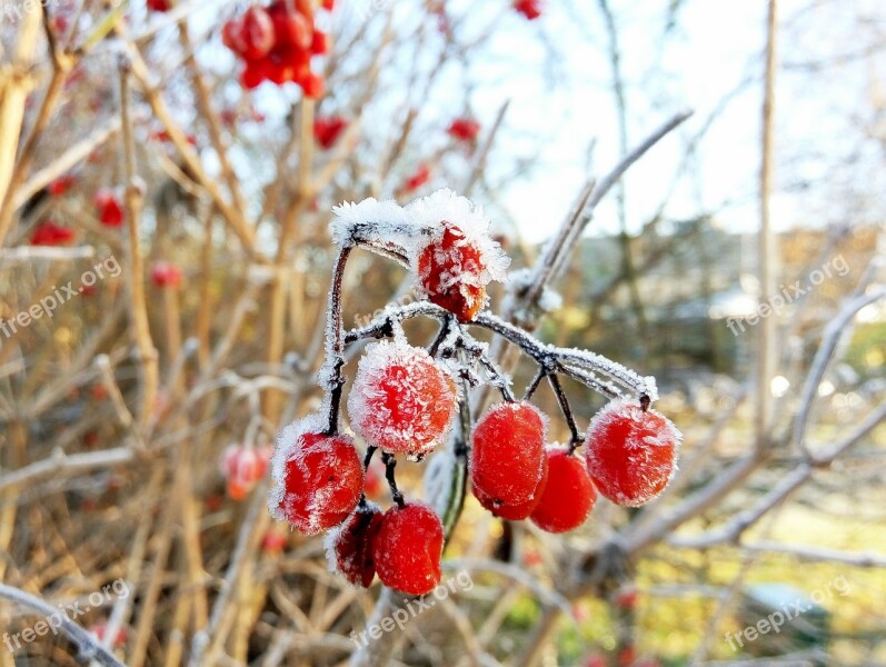 Fruit Ice Frozen Winter Utrecht