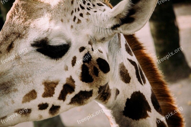 Giraffe Eye Animal Safari Spots