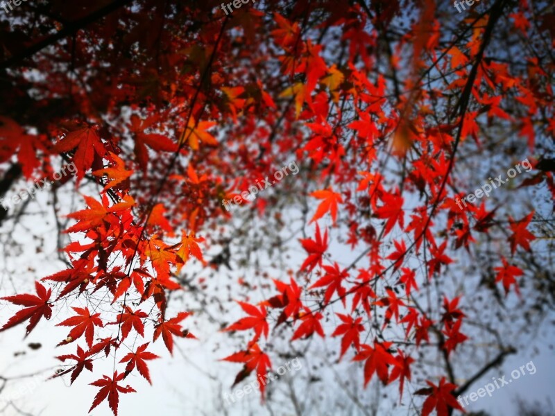 Maple Jiuxi Hangzhou Red Leaves The Leaves