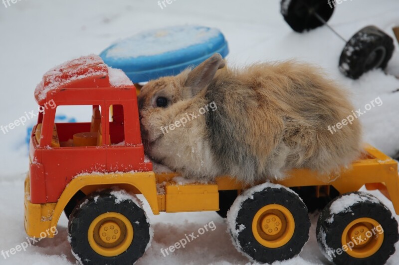 Rabbit Pet Animals Animal Sulfur Rabbit