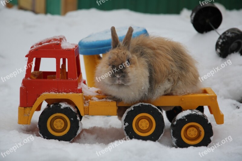 Rabbit Ears Nature Hare Animals