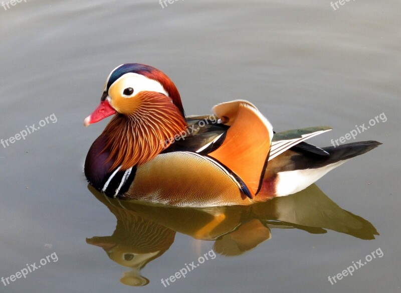 Wild Mandarin Duck Nature Bird